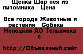 Щенки Шар пея из питомника › Цена ­ 25 000 - Все города Животные и растения » Собаки   . Ненецкий АО,Тельвиска с.